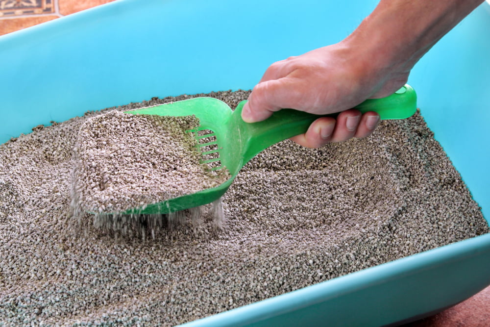 10 ways to make cats use litter boxes